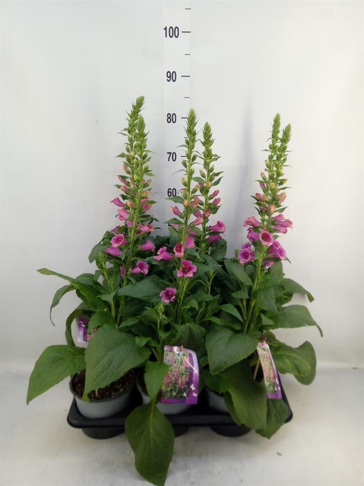 <h4>Digitalis purp.</h4>