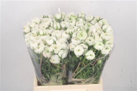 <h4>Ran El White</h4>