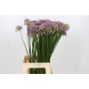 Allium Senescens