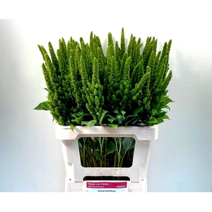 AMAR GREEN THUMB