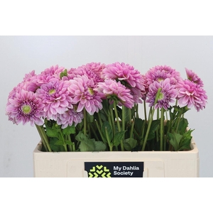 DAHLIA DAHLIA PINK SILK
