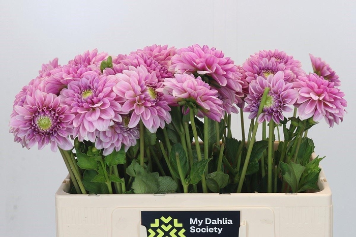 <h4>DAHLIA DAHLIA PINK SILK</h4>