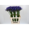 Agapanthus Uri