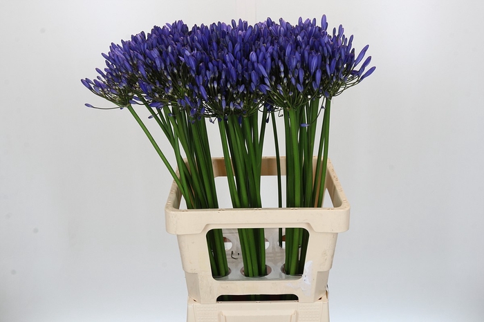 Agapanthus Uri
