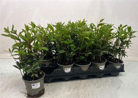 <h4>Lau Nobilis</h4>