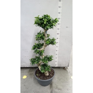 Ficus microcarpa 'Ginseng'