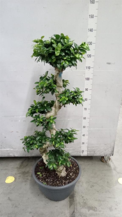 <h4>Ficus microcarpa 'Ginseng'</h4>