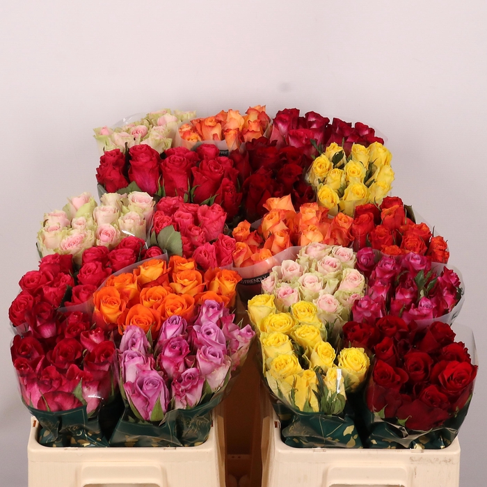 <h4>R GR GEM IN FUST</h4>