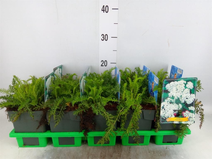 <h4>Achillea millef.</h4>