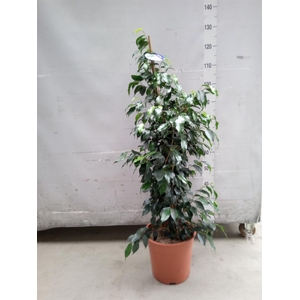 Ficus benja. 'Danielle'