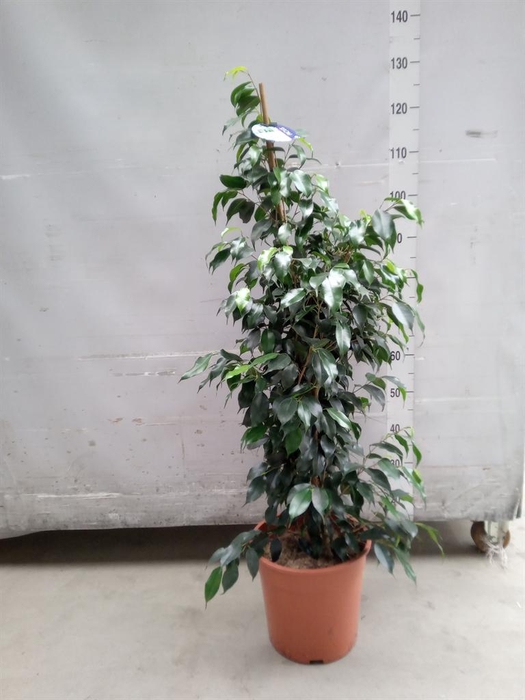 <h4>Ficus benja. 'Danielle'</h4>