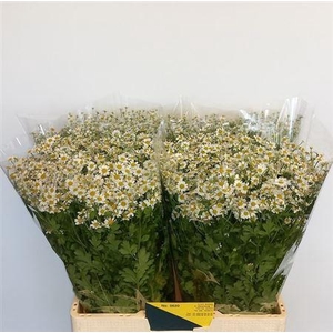 Tana Pa Single Vegmo