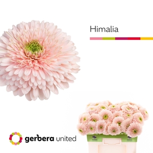 Gerbera Pomponi Himalia Water