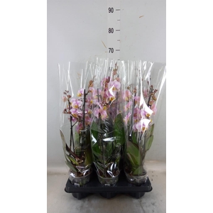 Phalaenopsis  'Corolla Beach'