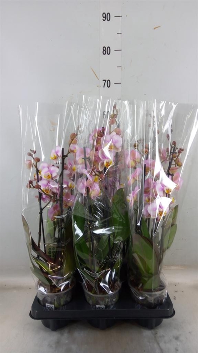 <h4>Phalaenopsis 'Corolla Beach'</h4>
