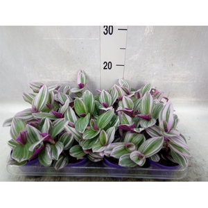 Tradescantia albif. 'Nanouk'