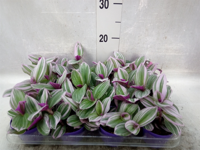 Tradescantia albif. 'Nanouk'