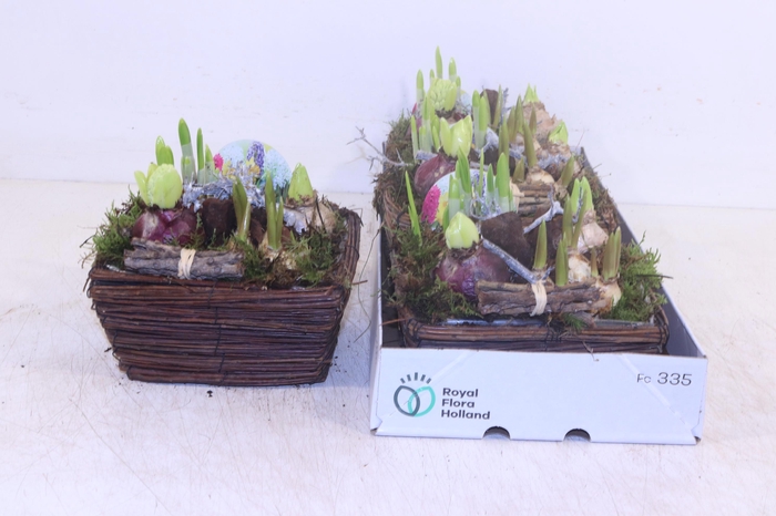 <h4>ARR BOL KNOLGEWAS</h4>