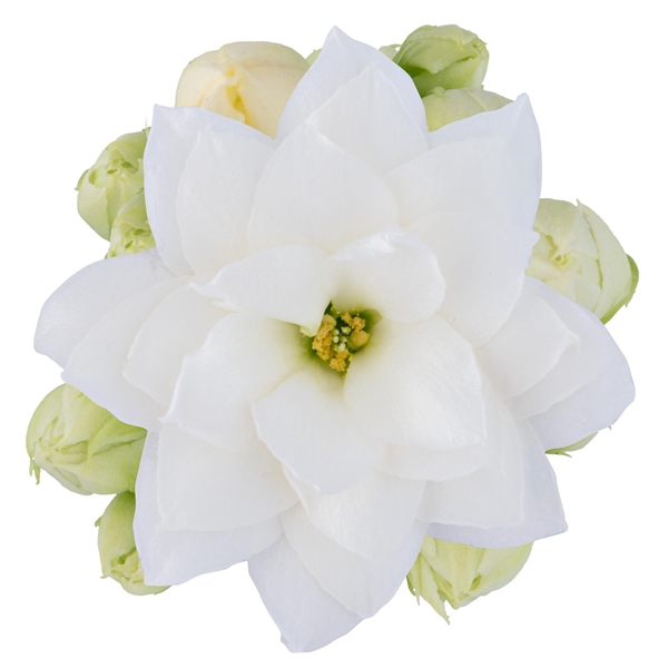 <h4>Kalanchoe Edwina</h4>