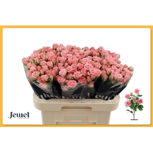 Rosa spray odilia