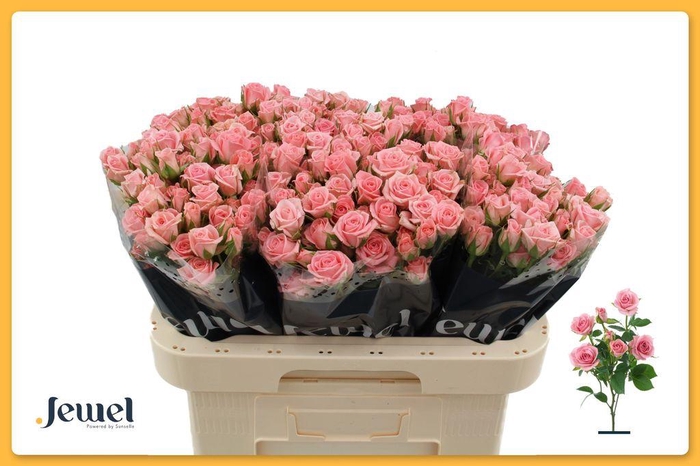 <h4>Rosa spray odilia</h4>