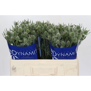 Eryngium Silver Dynamite