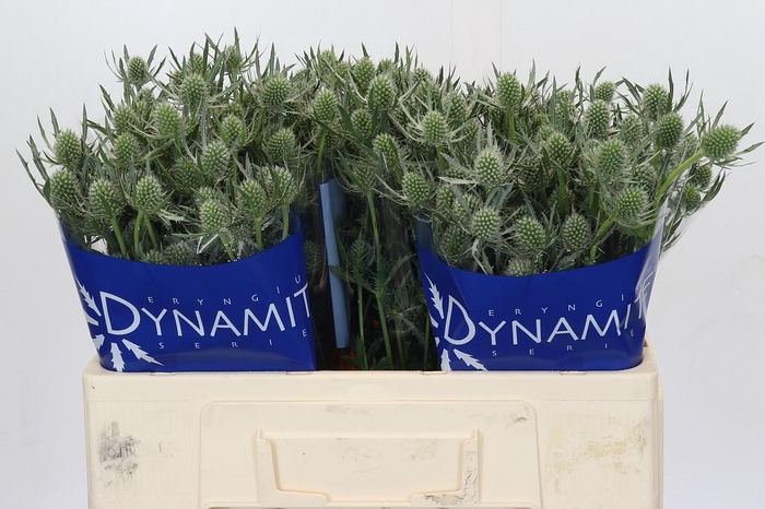 <h4>Eryngium Silver Dynamite</h4>