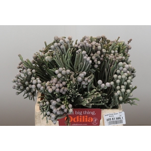 Kaaps Groen Silver Brunia
