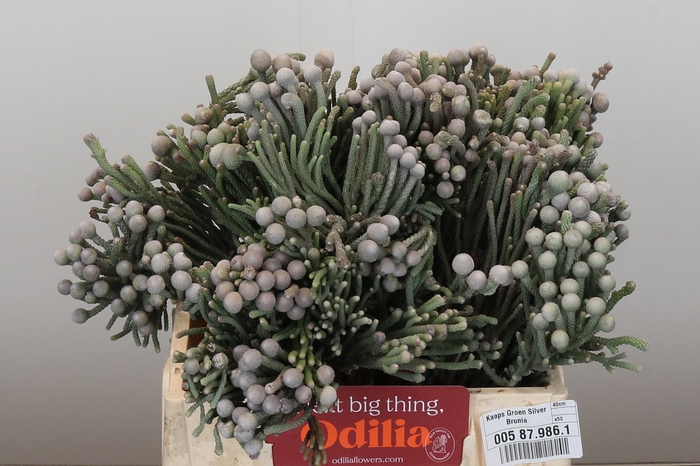 <h4>Kaaps Groen Silver Brunia</h4>