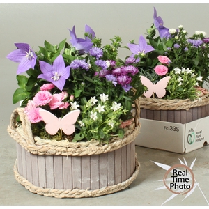 ARR TUINPLANTEN