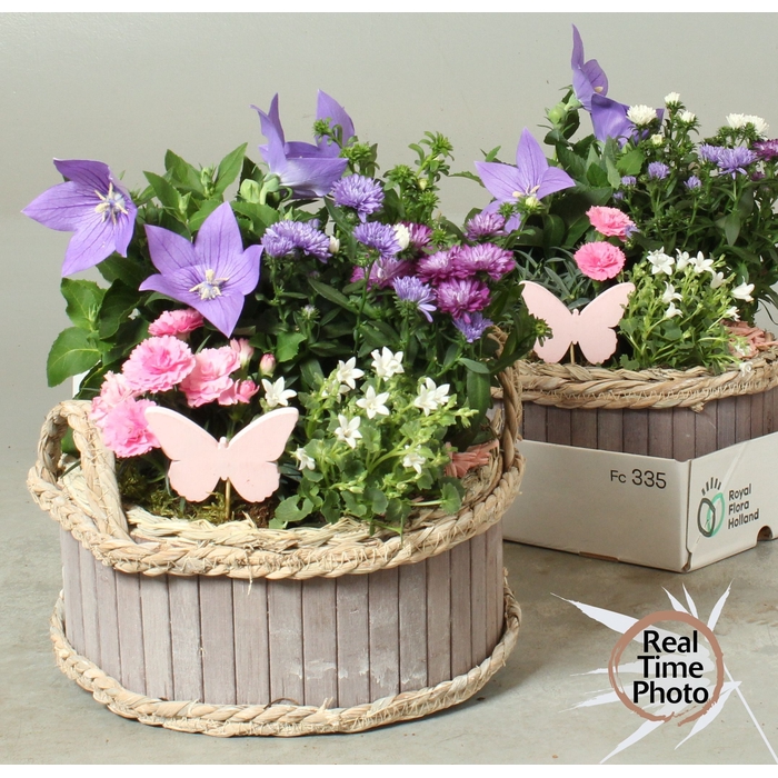 <h4>ARR TUINPLANTEN</h4>