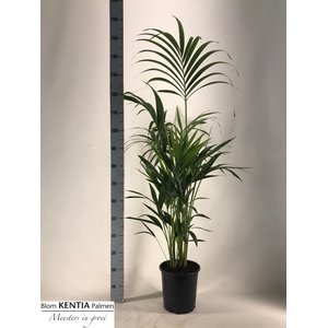 HOWEA FORSTERIANA
