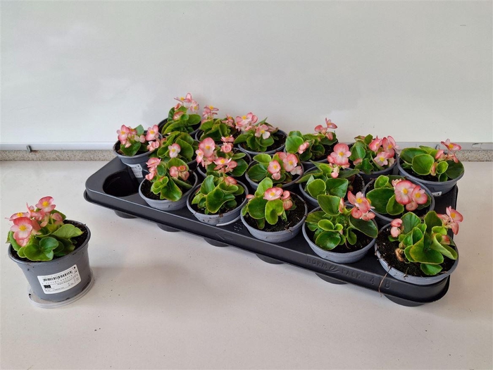 Bego Se Ov Pico Pink