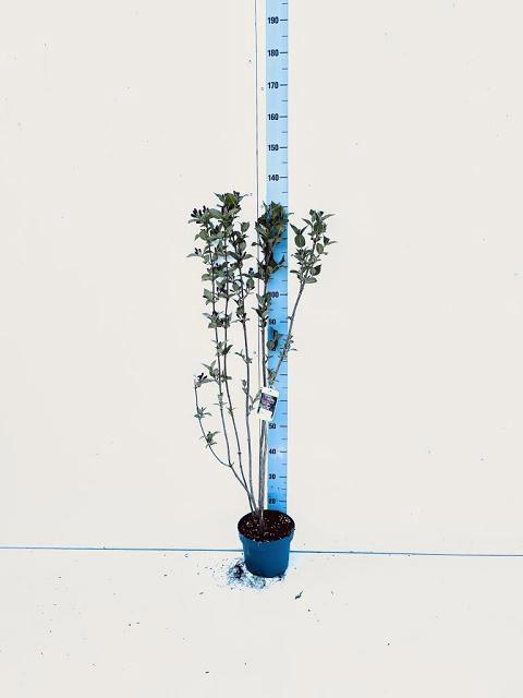 <h4>WEIG EVA RATHKE</h4>