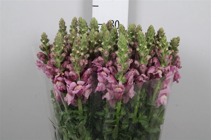 <h4>Antir Poto Lavend</h4>