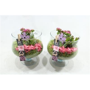 1511 ROZE COUPE OP VOET