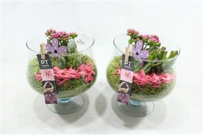 <h4>1511 ROZE COUPE OP VOET</h4>