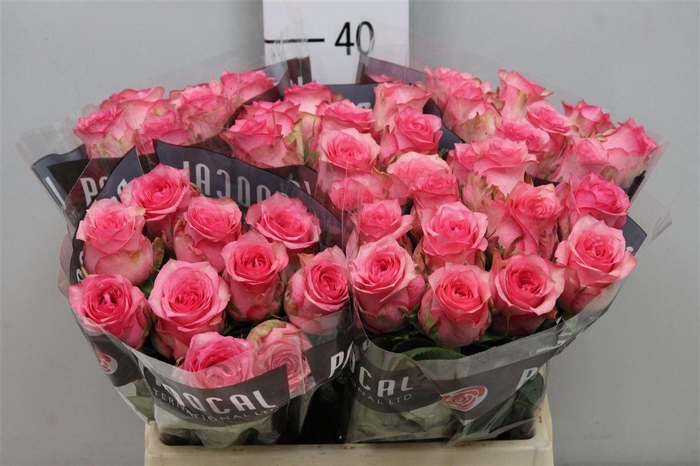 <h4>R Gr Pink Shadow</h4>