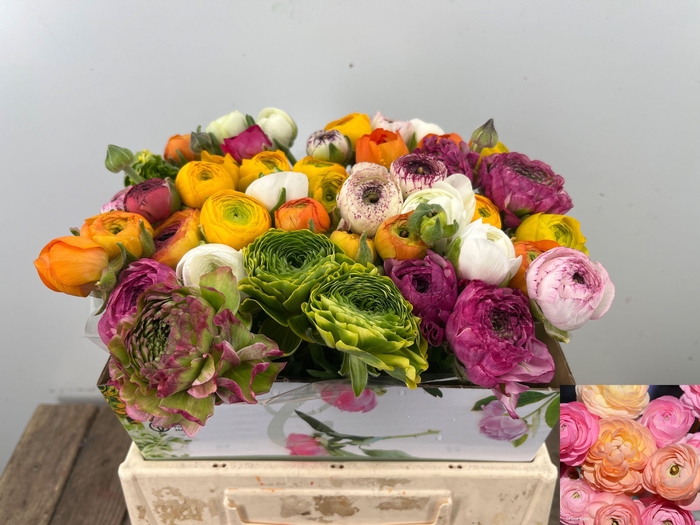 <h4>RAN GEM IN BOS</h4>