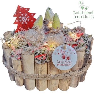 HXH003 Bologna Small Hyacint +LED