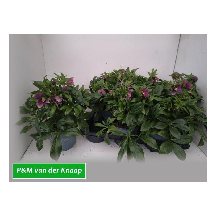 <h4>HELL VIV VICTORIA</h4>