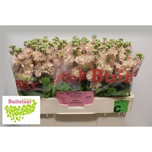 Matth Iron Apricot Buitelaar