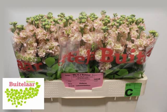 <h4>Matth Iron Apricot Buitelaar</h4>