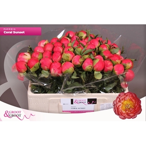 Paeonia Coral Sunset