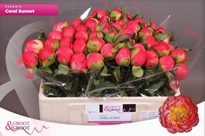 <h4>Paeonia Coral Sunset</h4>