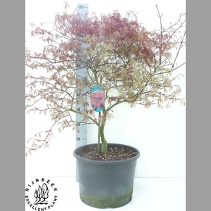 ACER PA GARNET