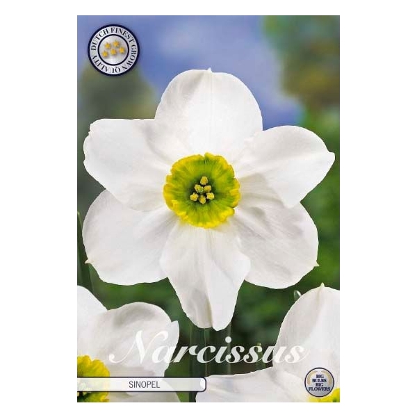 <h4>Narcissus Small Cupped Sinopel x5 12/14</h4>
