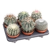 Cactus gemengd gemengd in tray CA12007