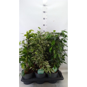 Ficus benja.   ...mix