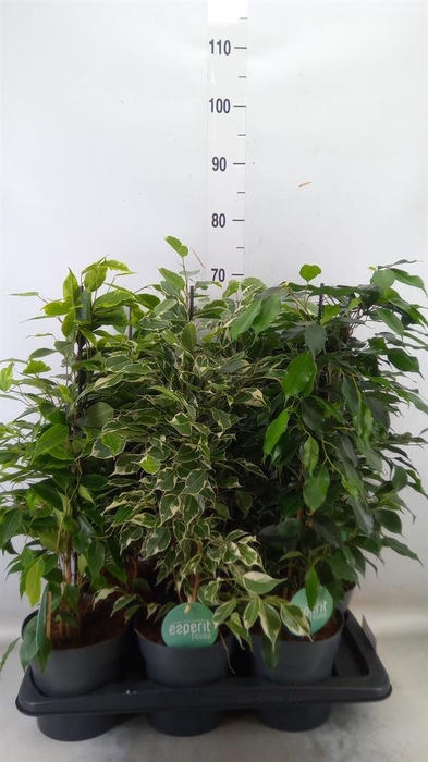 <h4>Ficus benja.   ...mix</h4>